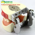 Oral Surgery Area Training Model Incision Pus Removal Practice Model 12605